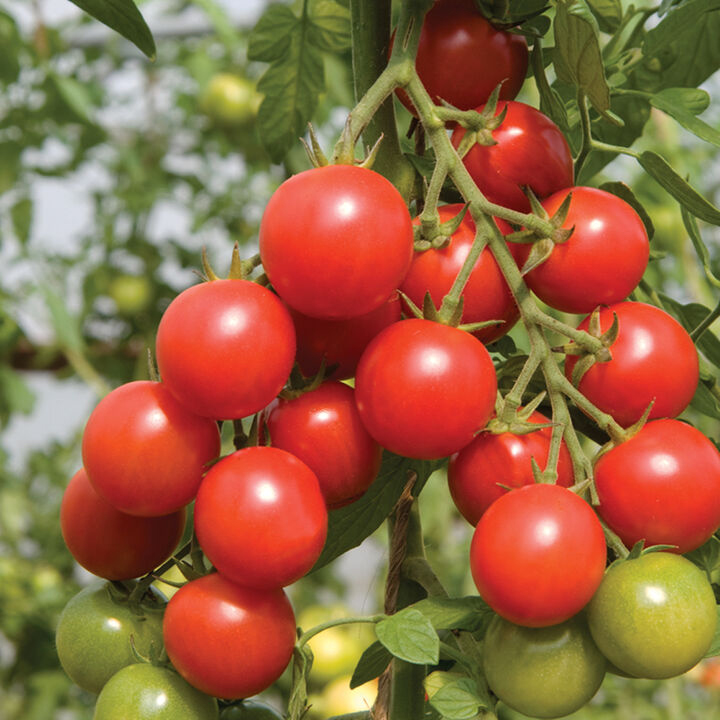 Sakura Tomato.